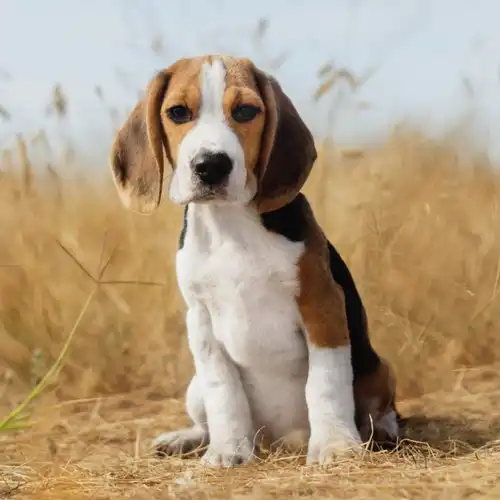 Beagle puppy